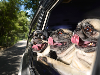 Illustration for article titled Happiness is seeing happy dogs happily stick their heads out of cars